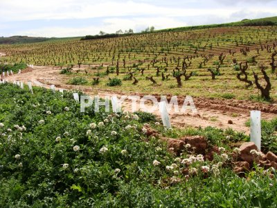 Plantación de setos y mantenimiento de comunidad de malas hierbas en los bordes del viñedo